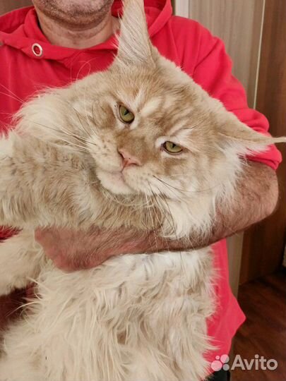 Мейн-кун кот. Вязка