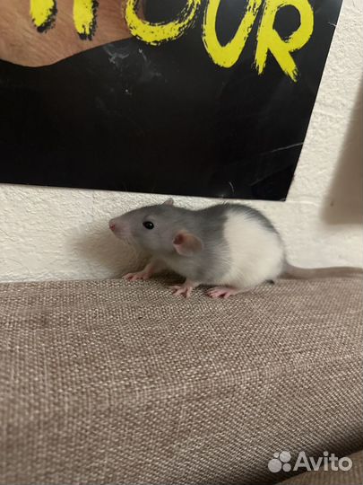 Отдам бесплатно крыс