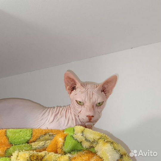 Передержка кошек (гостиница для кошек)