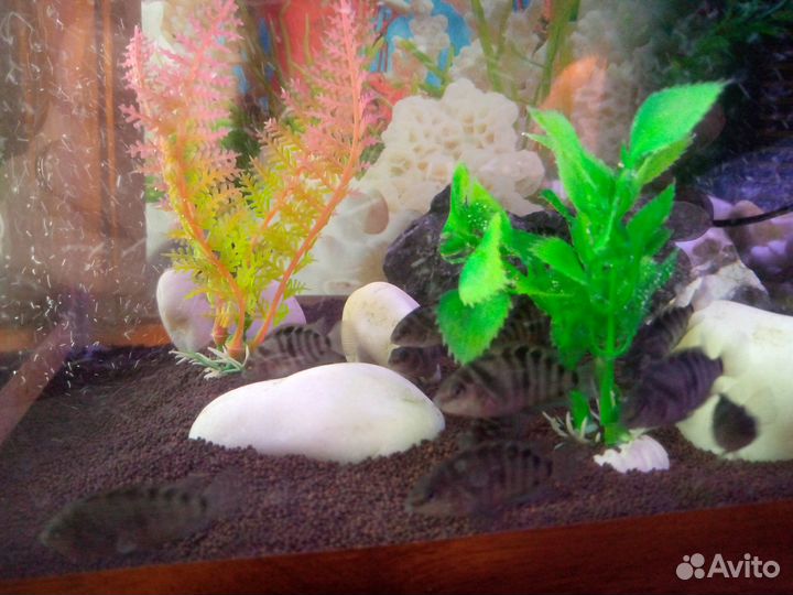 Рыбки цихлиды