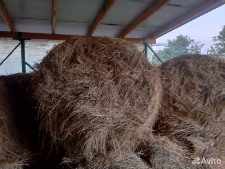 Продам сено в рулонах