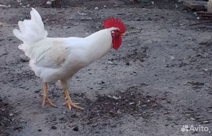 Молодые петухи