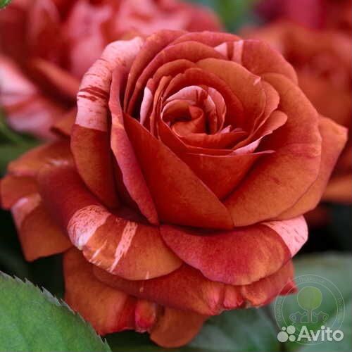 Плетистая шоколадная роза Брауни в горшке 4 л