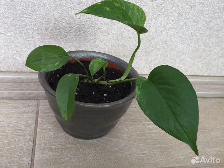 Сциндапсус/эпипремнум, горшок пластик большой