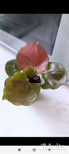 Сингониумов набор