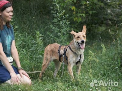 Малышу Бэмби страшно в приюте