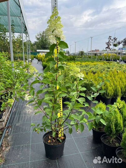 Гортензия метельчатая С7,5 100-120 см