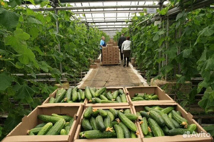 Овощевод в тепличные комплексы вахта