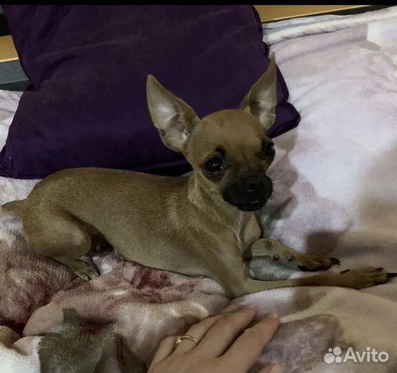 Щенки тойтерьер мини