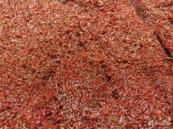 Все виды мотыля для аквариумных рыб