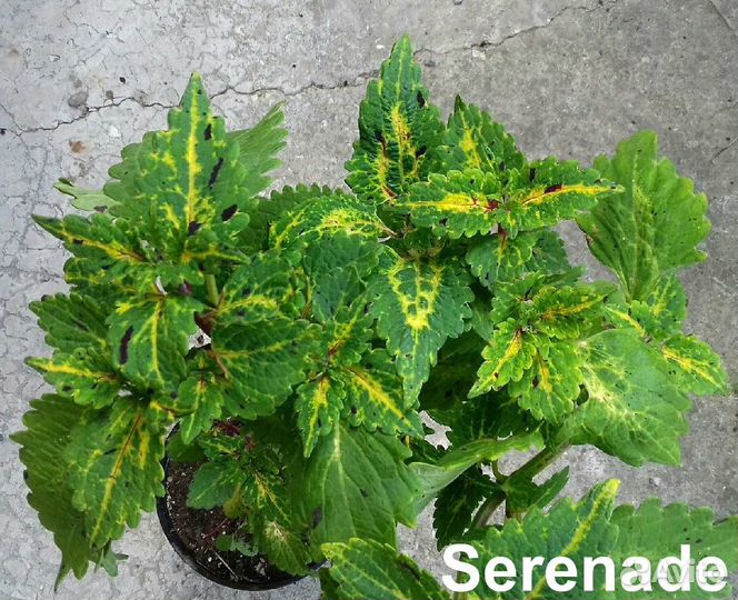 Колеусы садовые