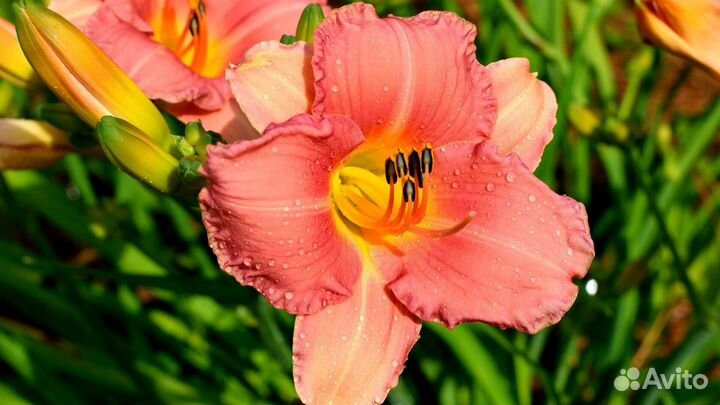 Цветы многолетки