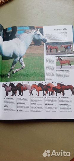 Книга Санди Рансфорд Лошади и пони