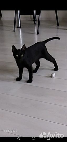 В добрые руки