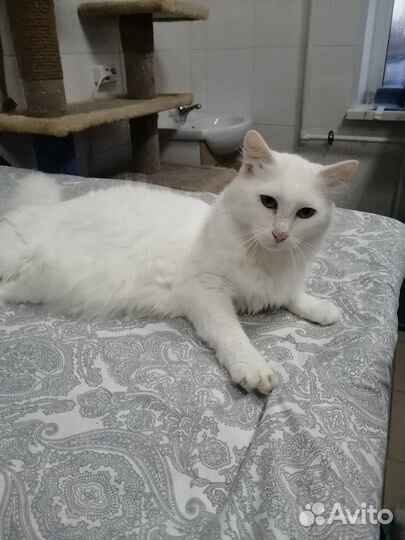 Котик Виталик