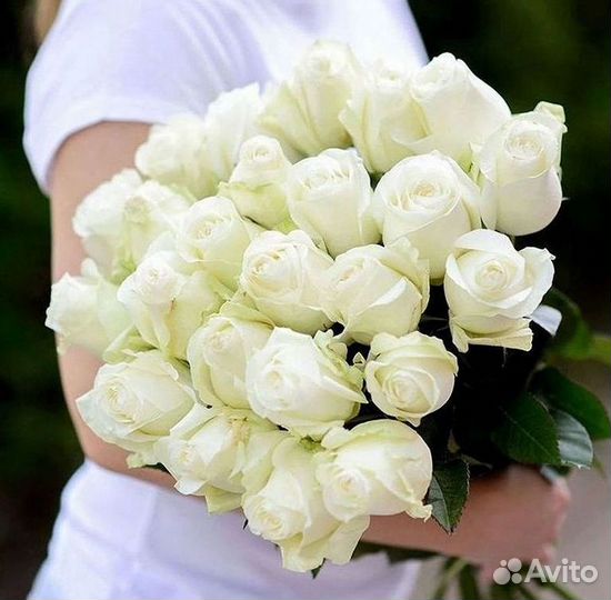 101 роза цветы букеты доставка 25 51 101 роза