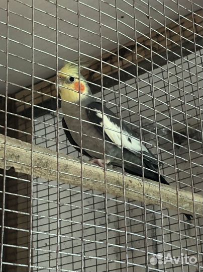 Попугай корелла