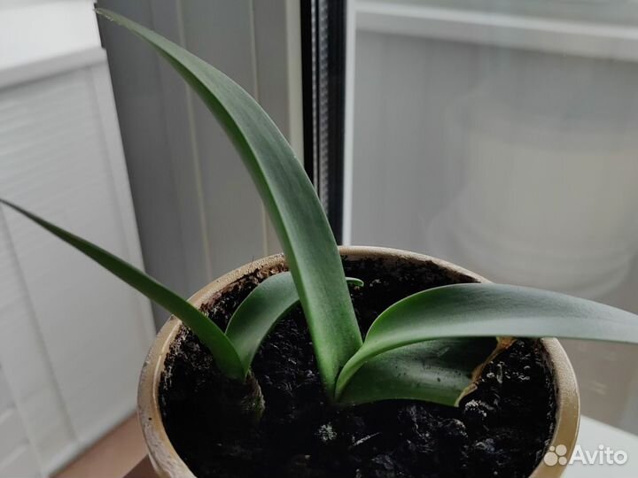 Комнатные растения