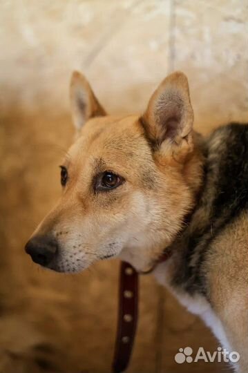 Собака в добрые руки отдам бесплатно