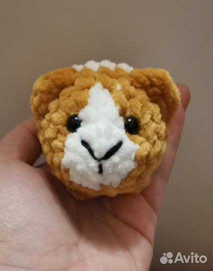 Морская свинка