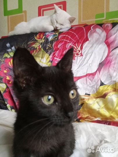 Кошка