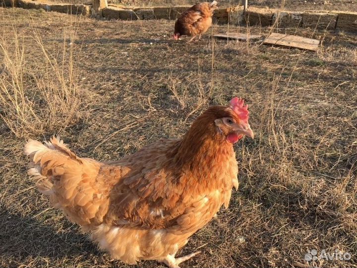 Куры несушки