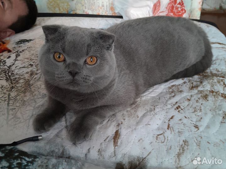Британский вислоухий кот, отдам в хорошие руки