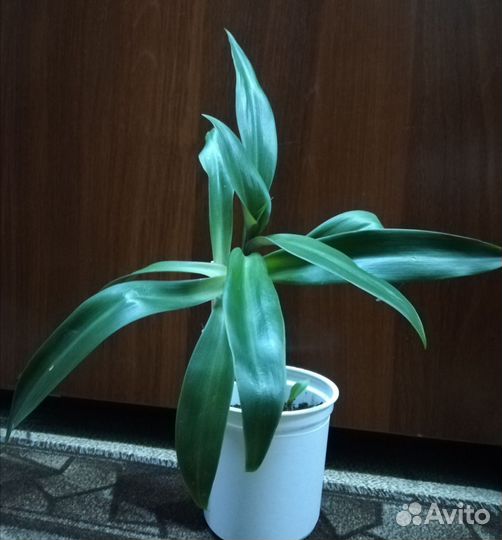 Традесканция Рео