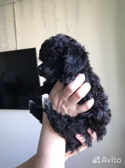 Маленькая собака