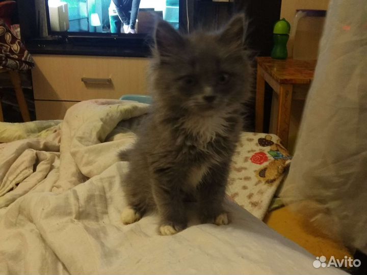 Котята в добрые руки бесплатно