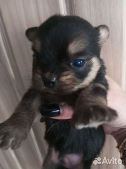 Маленькая собака