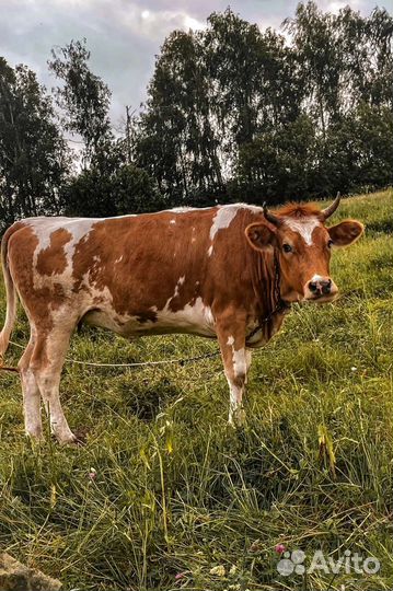 Бычки и телки