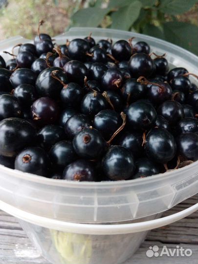 Черная смородина