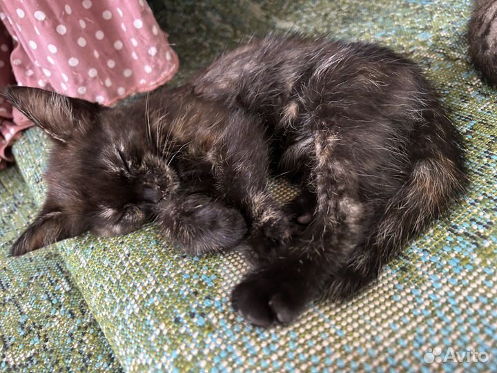 Котята девочки