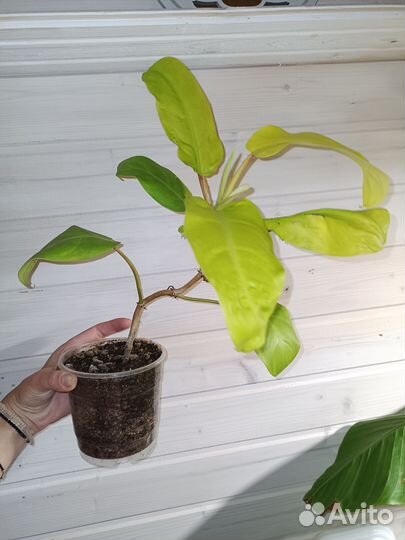 Филодендрон лимон лайм