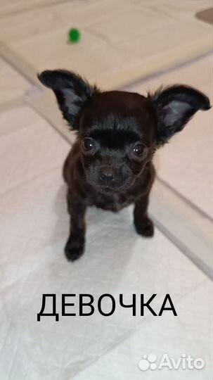 Щенки чихуахуа