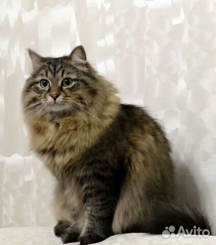 Сибирские котята в добрые руки объявление продам