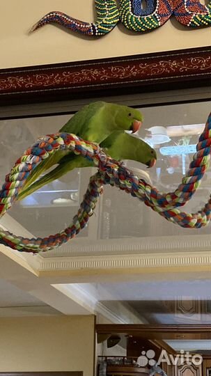 Ожереловый попугай