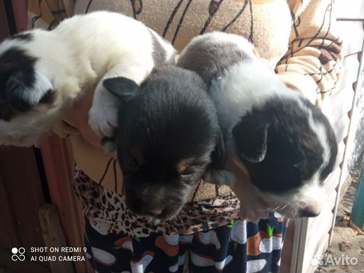 Щенки в добрые руки