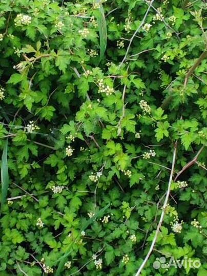 Стефанандра надрезаннолистная