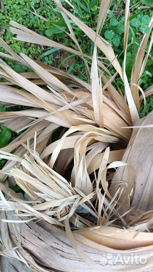 Лыко натуральное