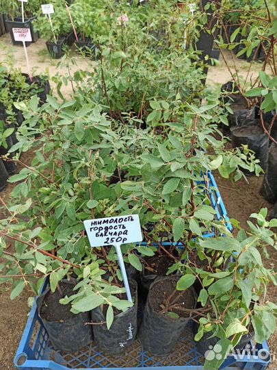 Саженцы канадской и российской жимолости