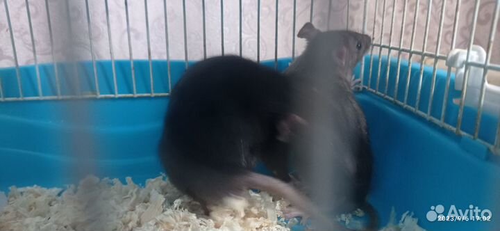 Два крысëнка