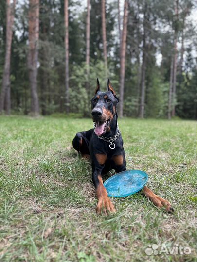 Доберман вязка