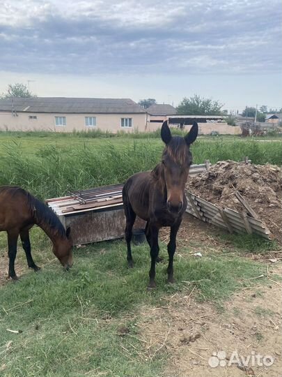 Лошади жеребчики