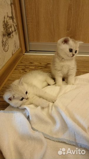 Британские котята