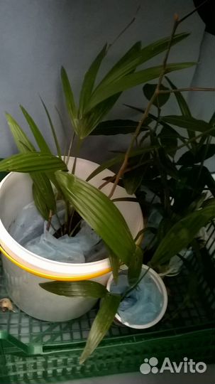 Пальма Трахикарпус Форчуна