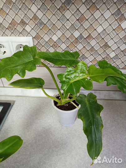 Комнатные растения