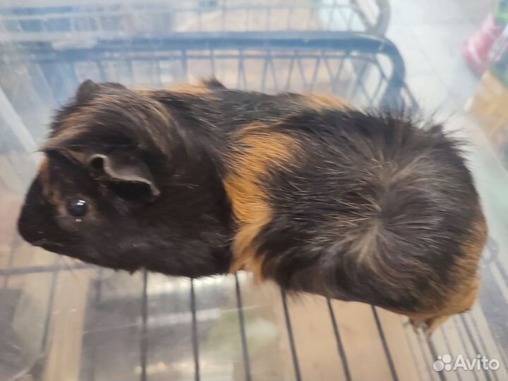 Морская свинка