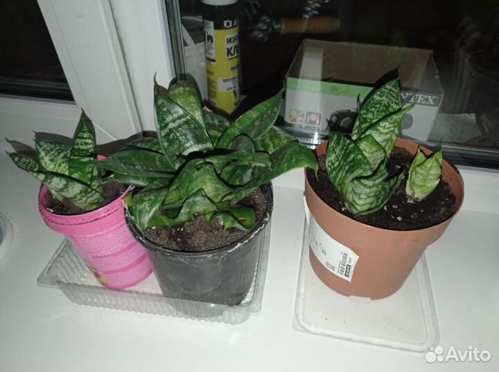 Сансевиерия